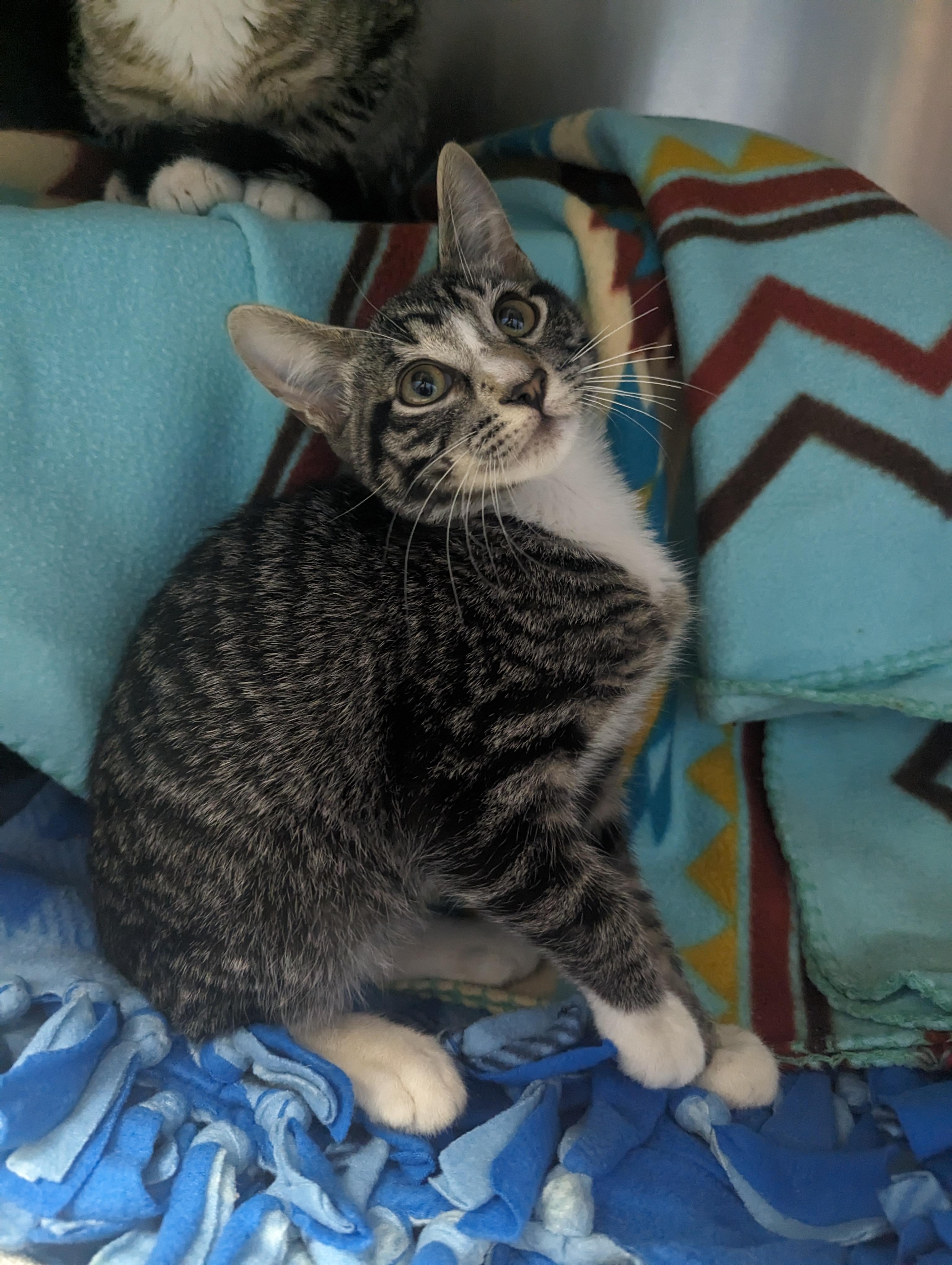 Boots, Baby Male Domestic Short Hair