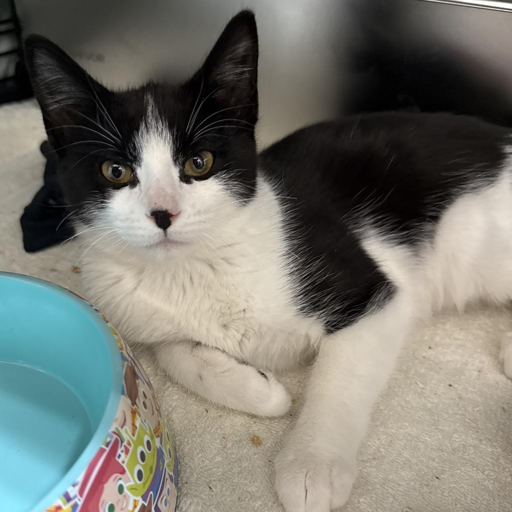 Belle, ADOPTABLE, Young Female Domestic Short Hair.