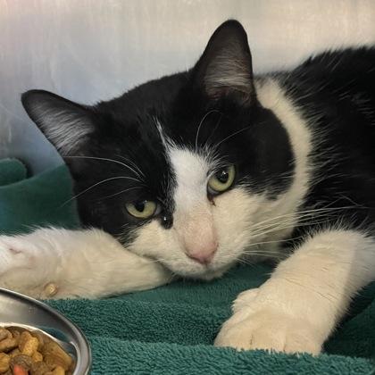 Enlarge Cookie, an adoptable Domestic Short Hair in Flagstaff, AZ image 2/2