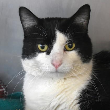 Cookie, adoptable, Adult Male Domestic Short Hair.