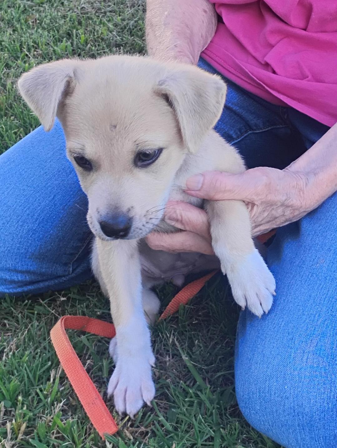 Enlarge Ali, a ADOPTABLE mixed breed in Sulphur, OK image 2/5
