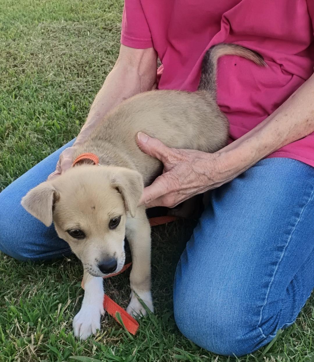 Enlarge Ali, a ADOPTABLE mixed breed in Sulphur, OK image 5/5