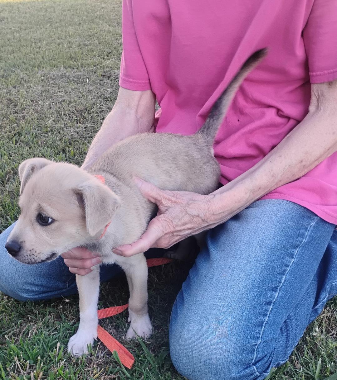 Enlarge Ali, a ADOPTABLE mixed breed in Sulphur, OK image 4/5