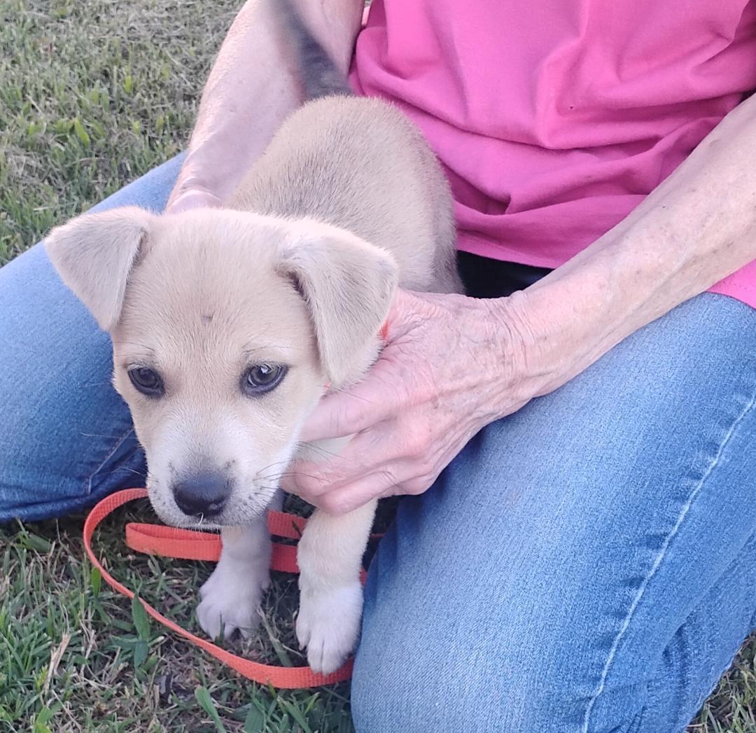 Enlarge Ali, a ADOPTABLE mixed breed in Sulphur, OK image 3/5