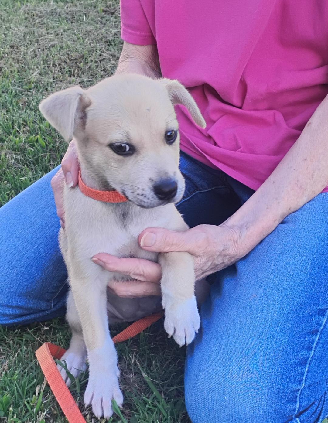 Ali, ADOPTABLE, Puppy Female Chihuahua & Pit Bull Terrier.