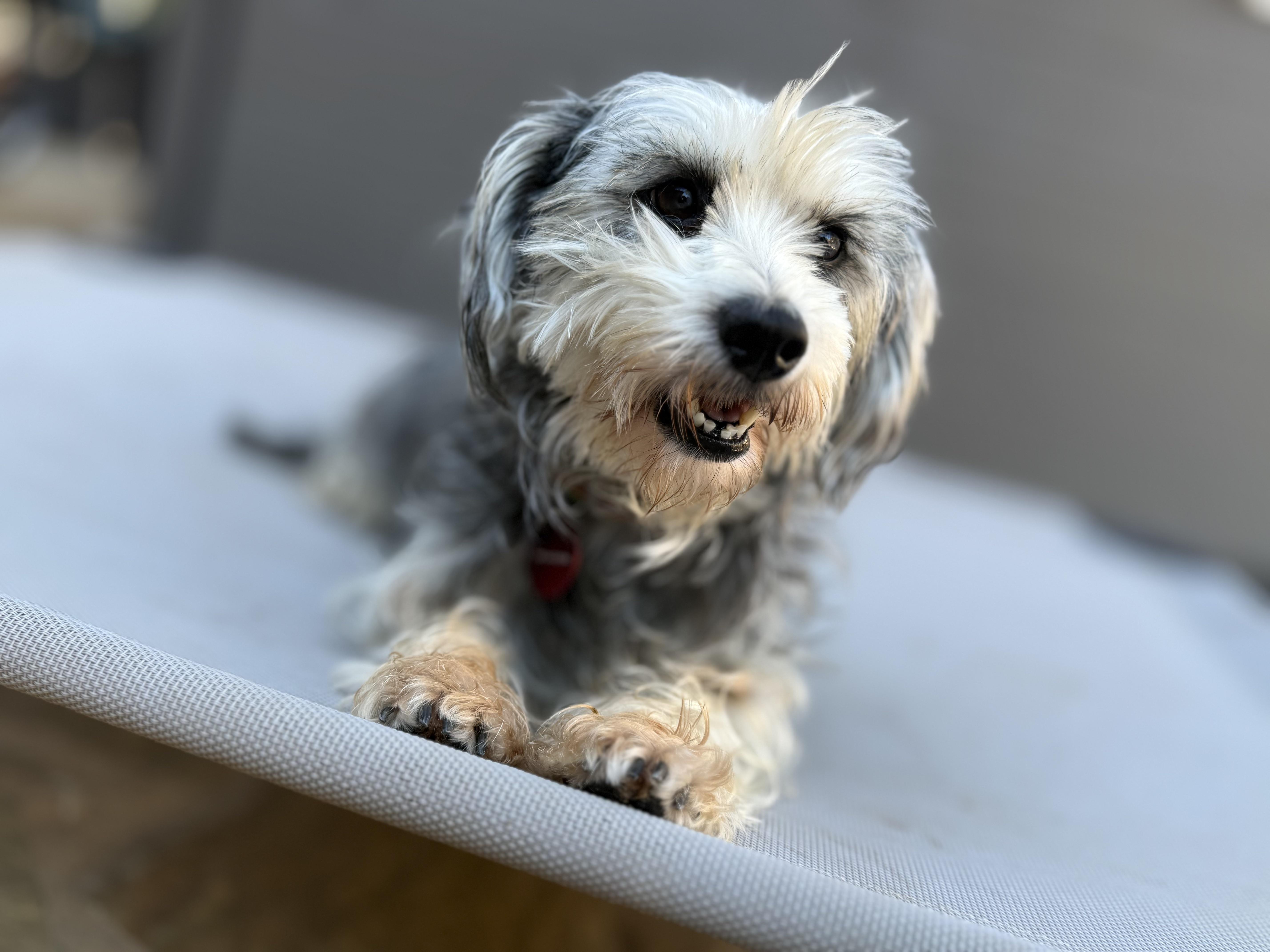Freya, adopted, Adult Female Cairn Terrier.