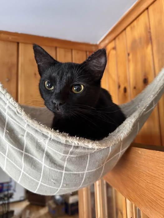 Monica, ADOPTABLE, Young Female Domestic Short Hair.