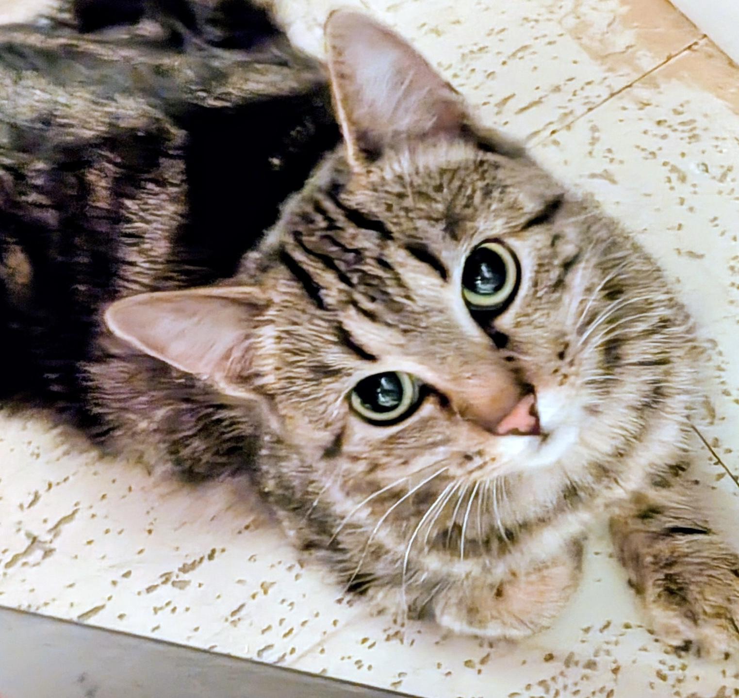 Eloise, a ADOPTABLE mixed breed in Toronto, ON image 1/6