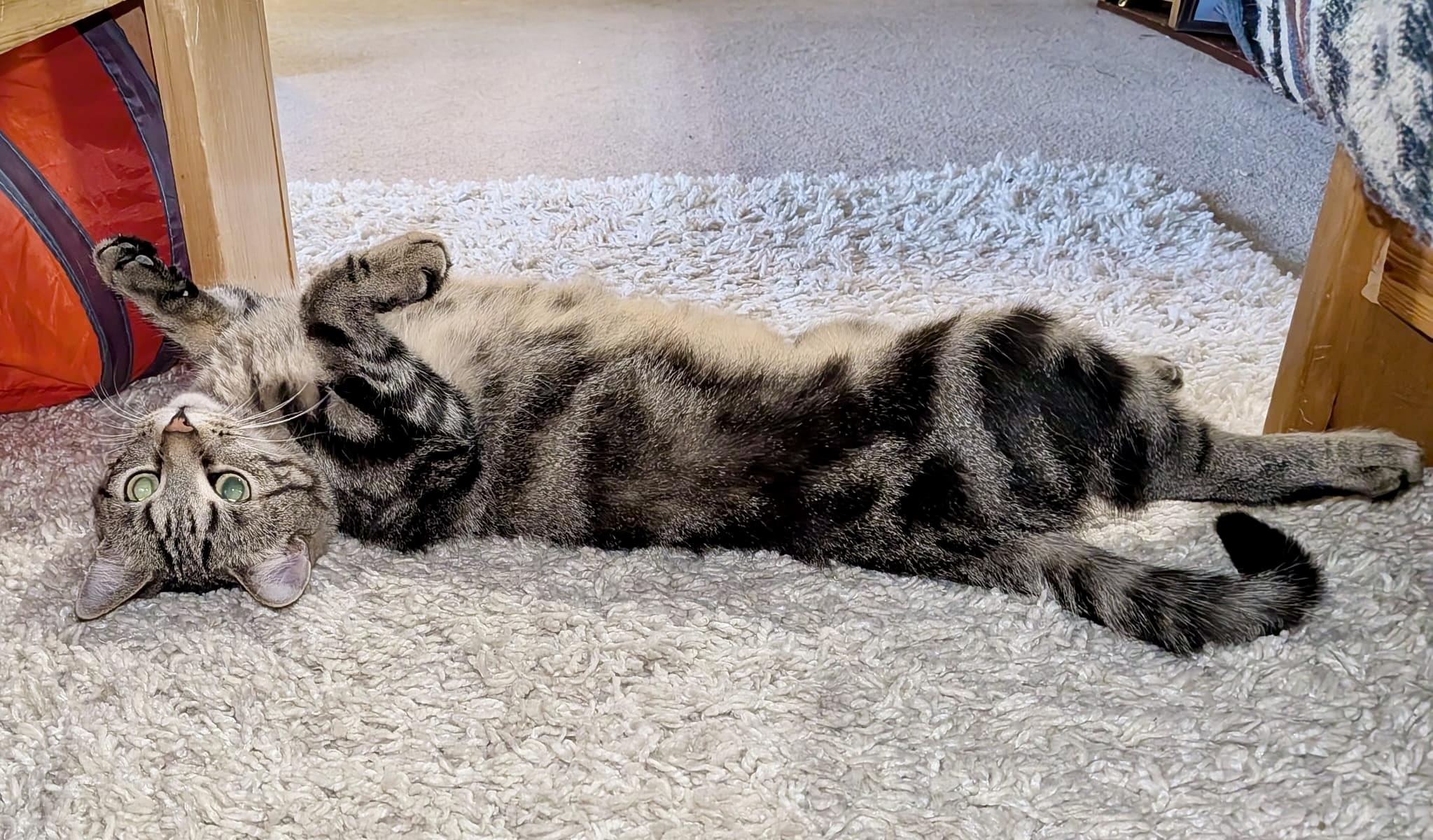 Enlarge Eloise, a ADOPTABLE mixed breed in Toronto, ON image 5/6