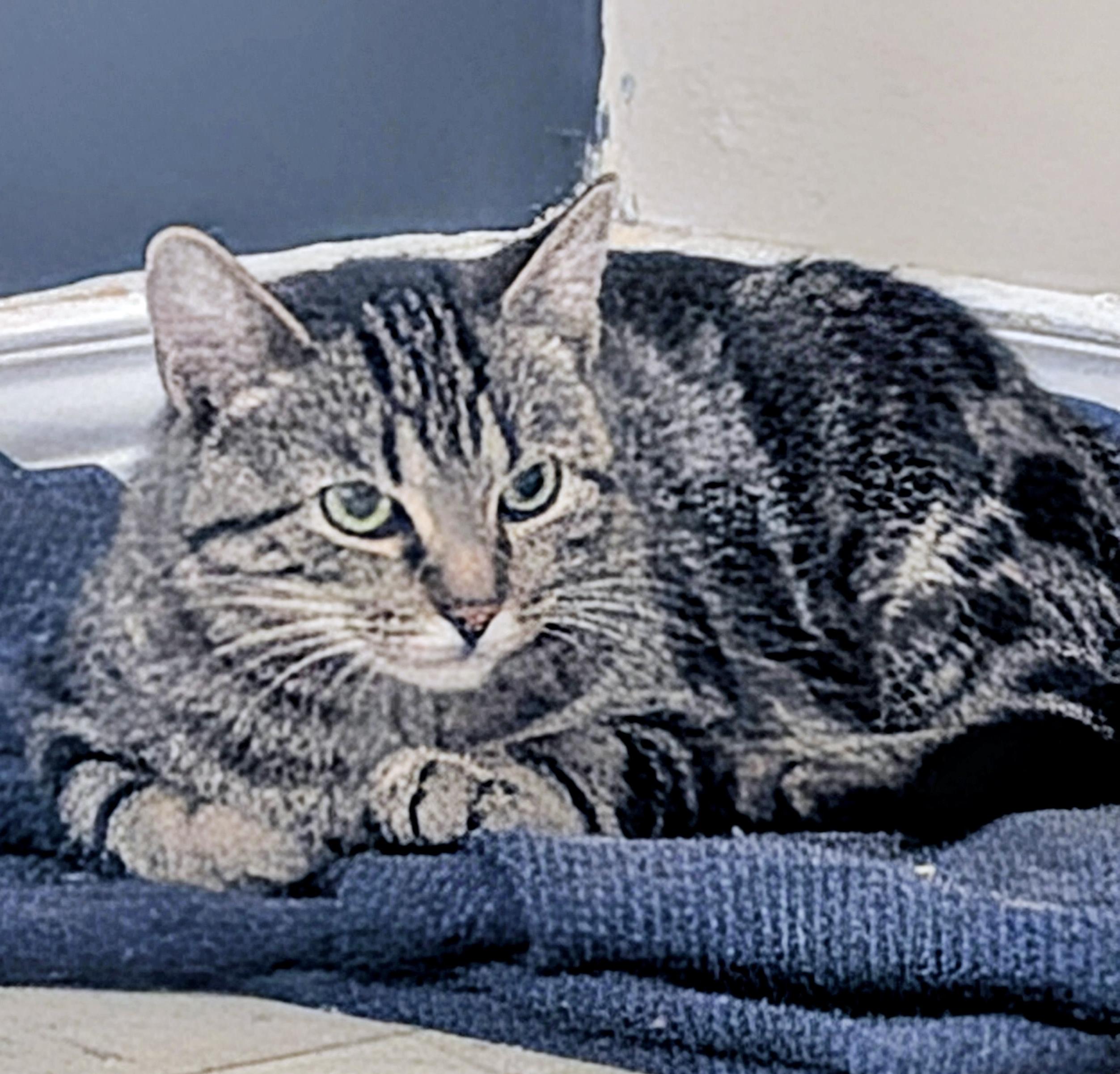 Eloise, a ADOPTABLE mixed breed in Toronto, ON image 5/6