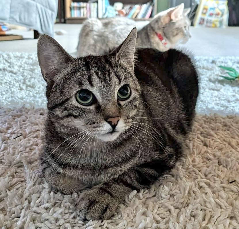 Eloise — thumbnail 3