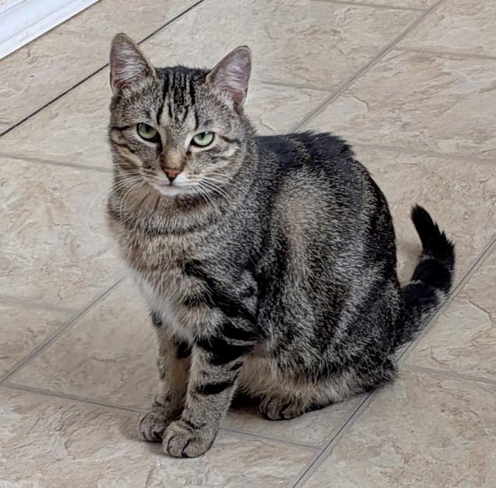 Eloise, a ADOPTABLE mixed breed in Toronto, ON image 2/6