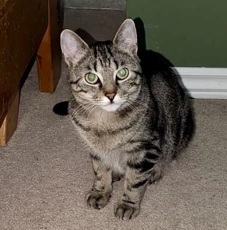 Eloise, a ADOPTABLE mixed breed in Toronto, ON image 3/6