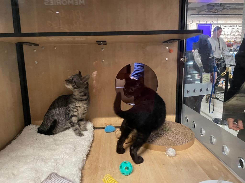 Enlarge Sable (and Huey): adoption pending, a Adoptable mixed breed in New York, NY image 5/6