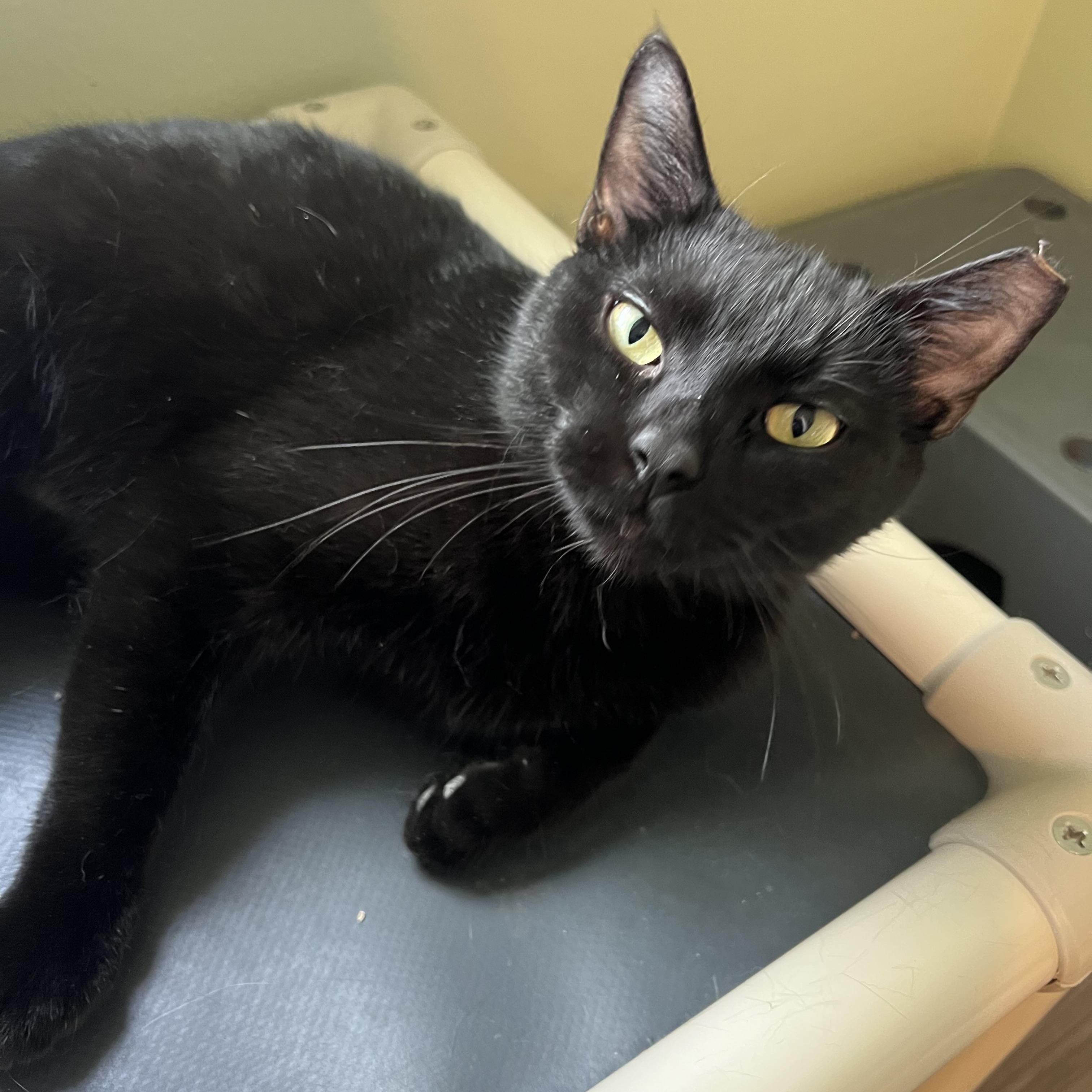 Marbles , adopted, Adult Female Domestic Short Hair.