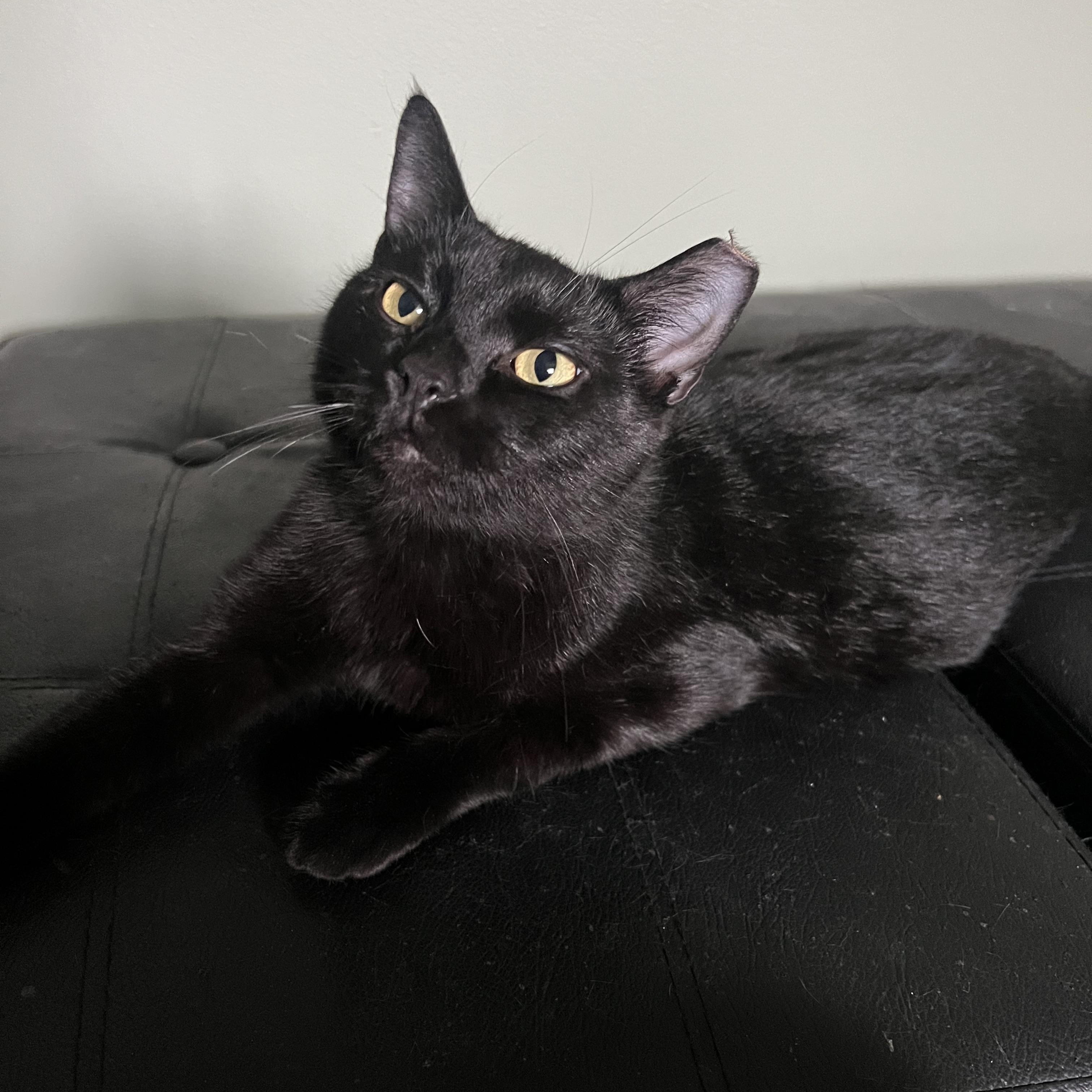 Enlarge Marbles , an adopted Domestic Short Hair in Independence, OH image 4/5