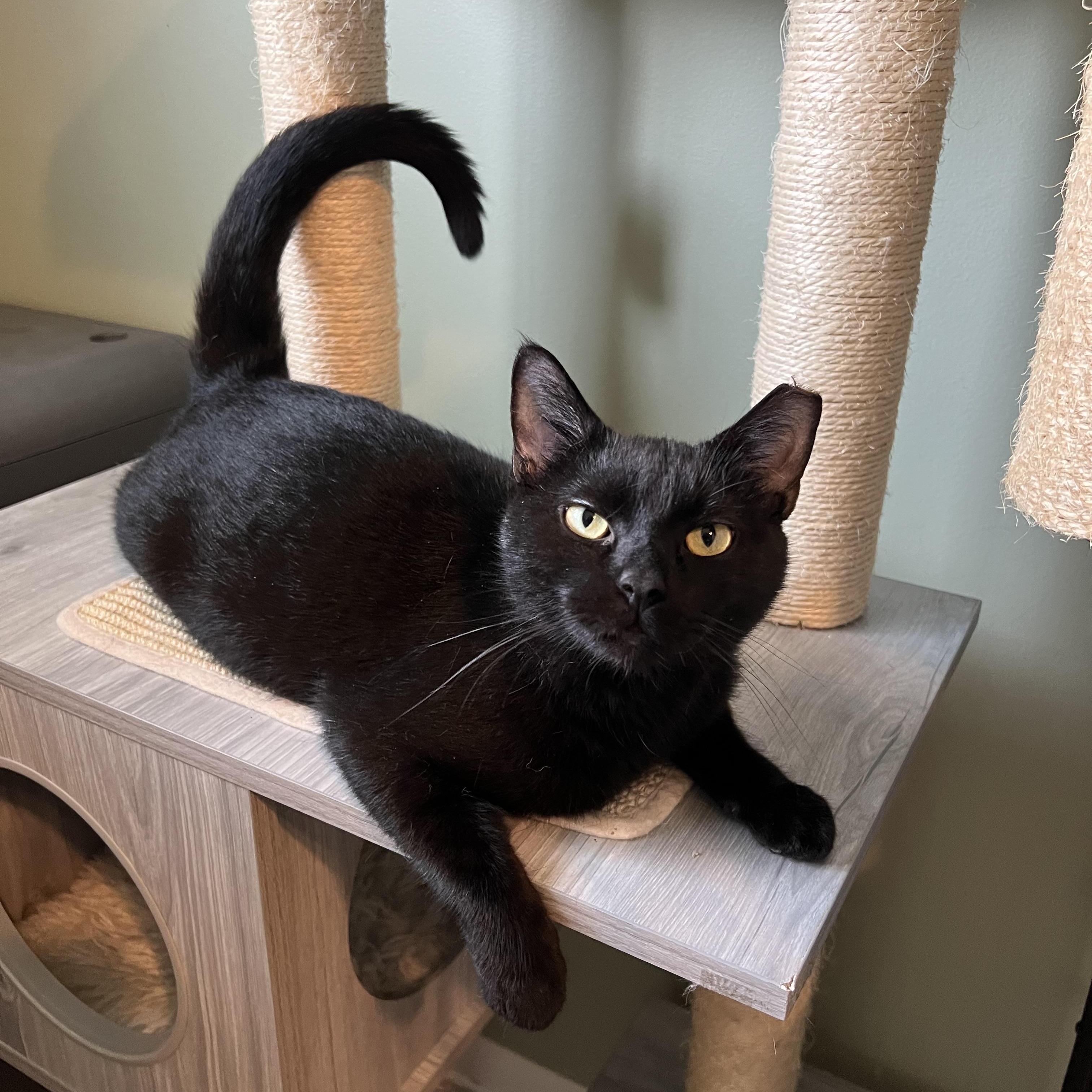Enlarge Marbles , an adopted Domestic Short Hair in Independence, OH image 3/5