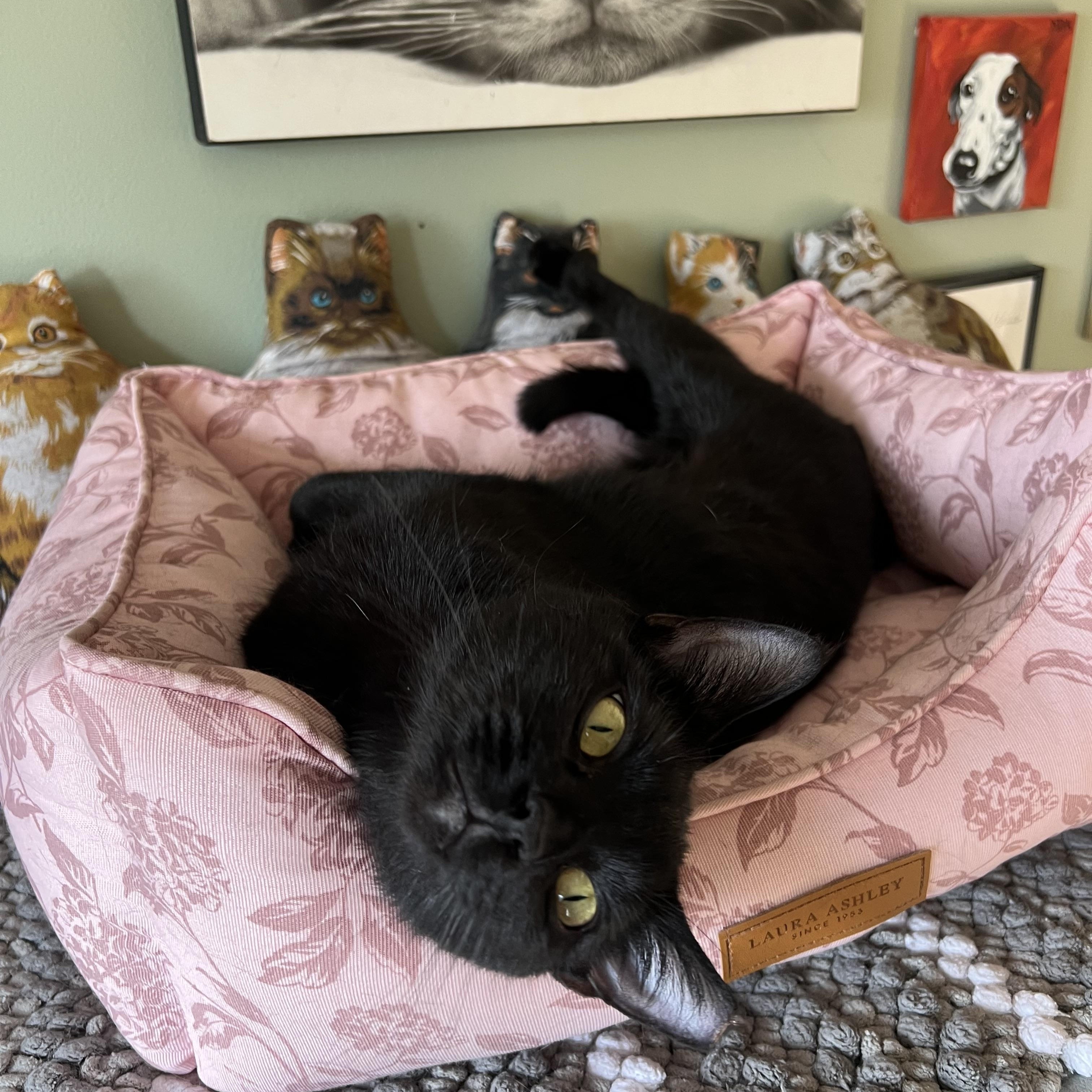 Enlarge Marbles , an adopted Domestic Short Hair in Independence, OH image 2/5