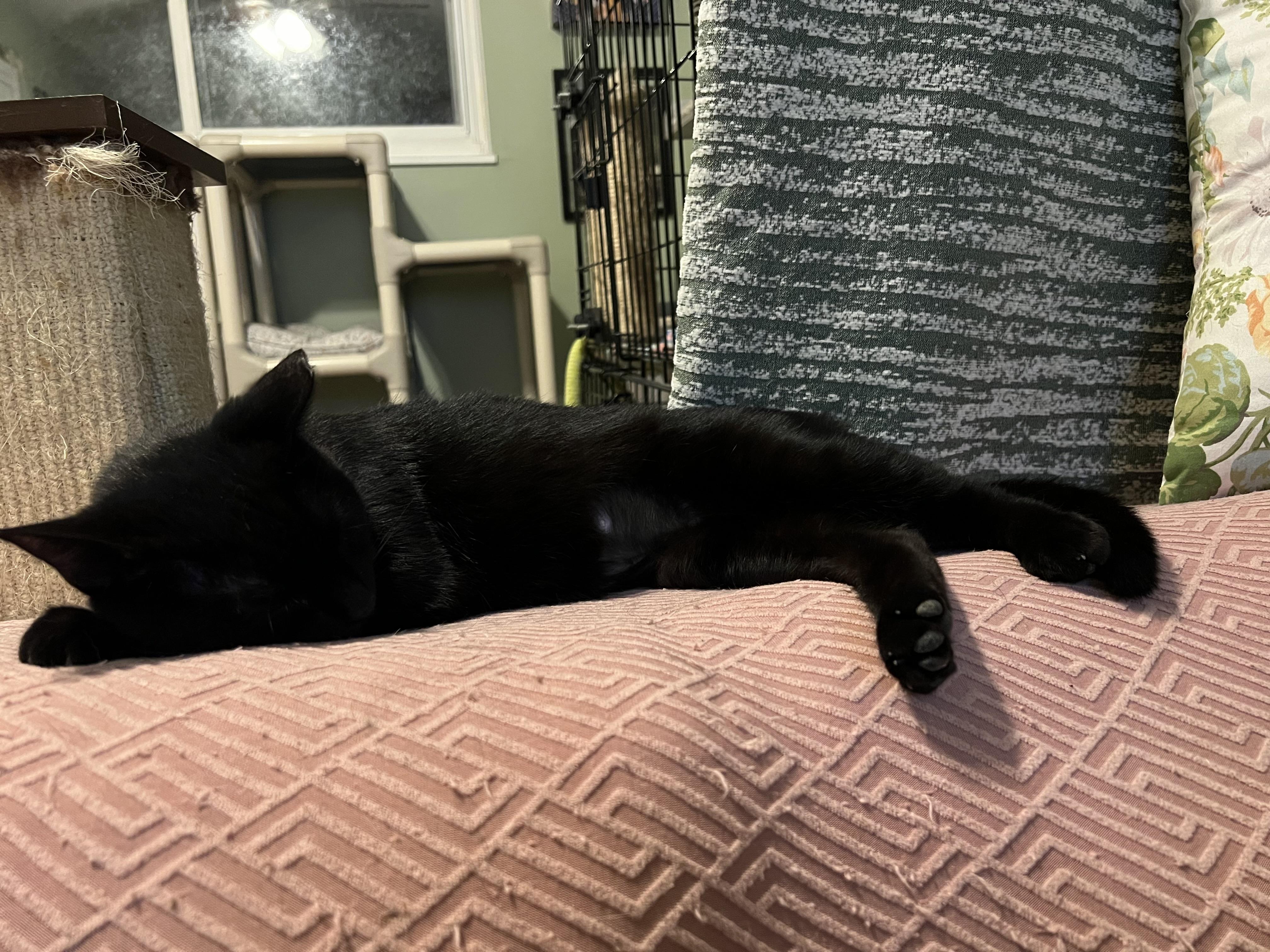 Enlarge Marbles , an adopted Domestic Short Hair in Independence, OH image 5/5