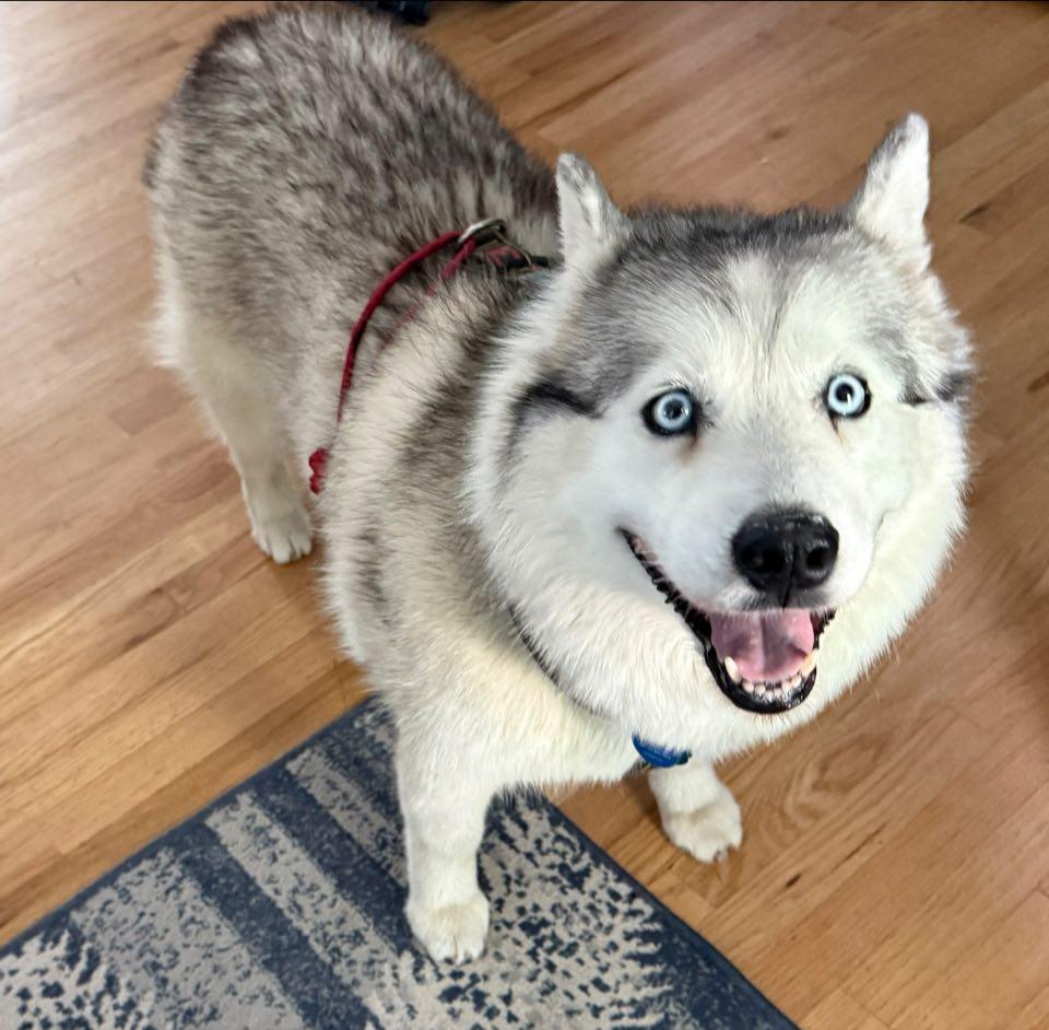 Racy Lacey, Adoptable, Senior Female Siberian Husky.