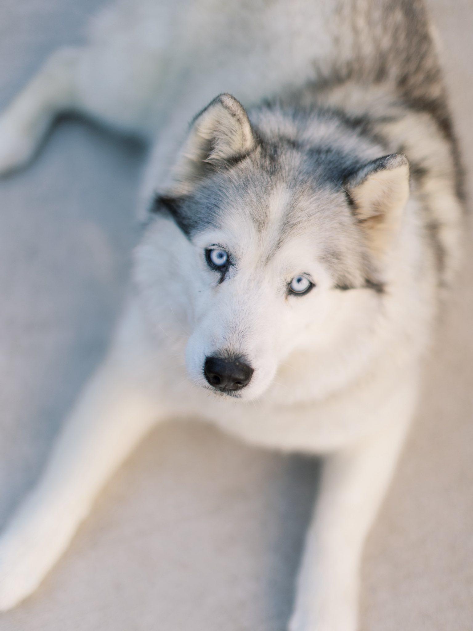 Racy Lacey, a Adoptable Siberian Husky in Denver, CO image 2/6