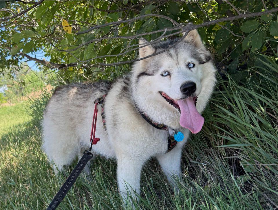 Racy Lacey, a Adoptable Siberian Husky in Denver, CO image 3/6