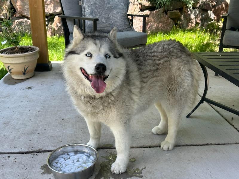 Racy Lacey, a Adoptable Siberian Husky in Denver, CO image 4/6
