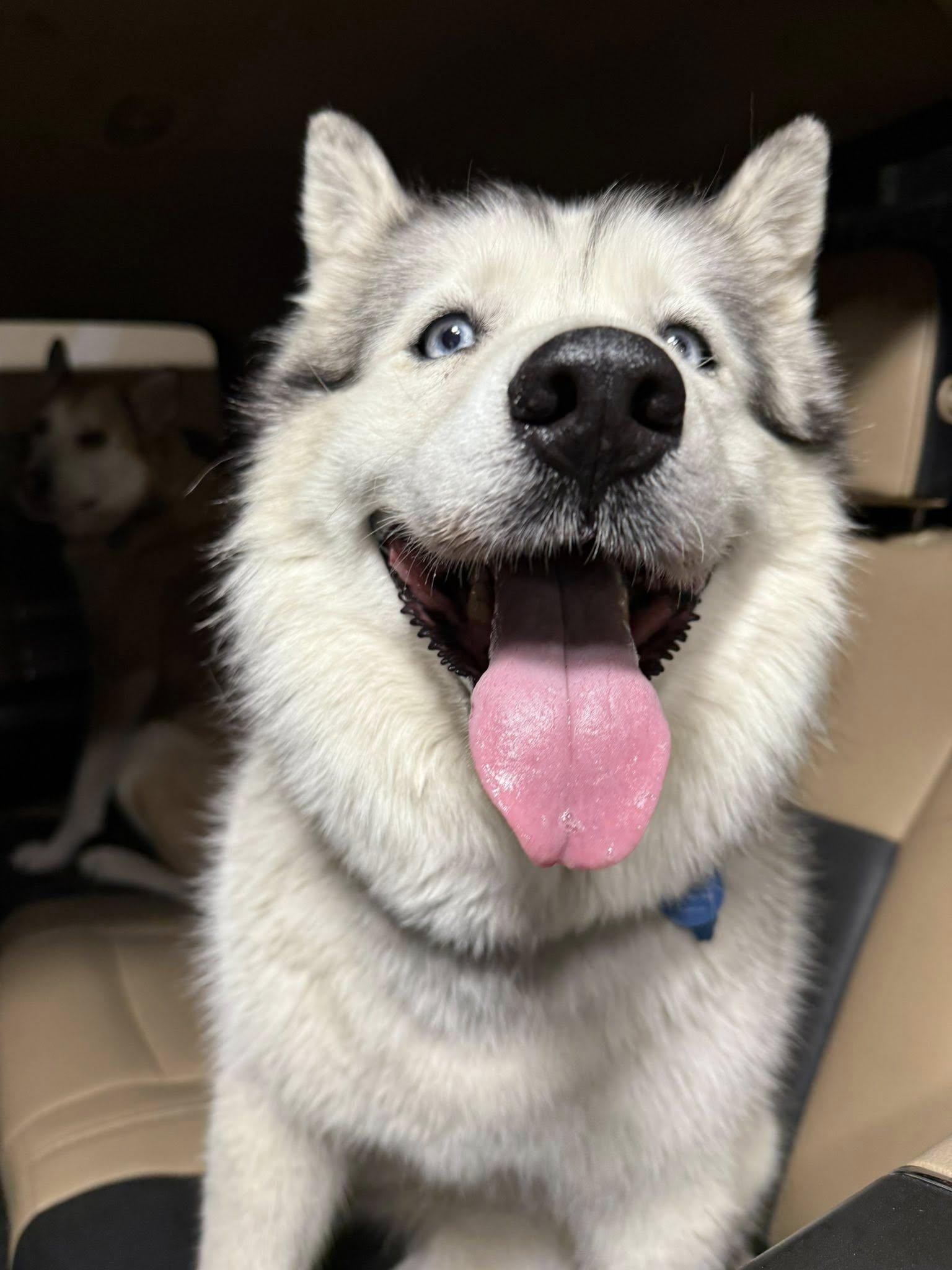 Racy Lacey, a Adoptable Siberian Husky in Denver, CO image 5/6