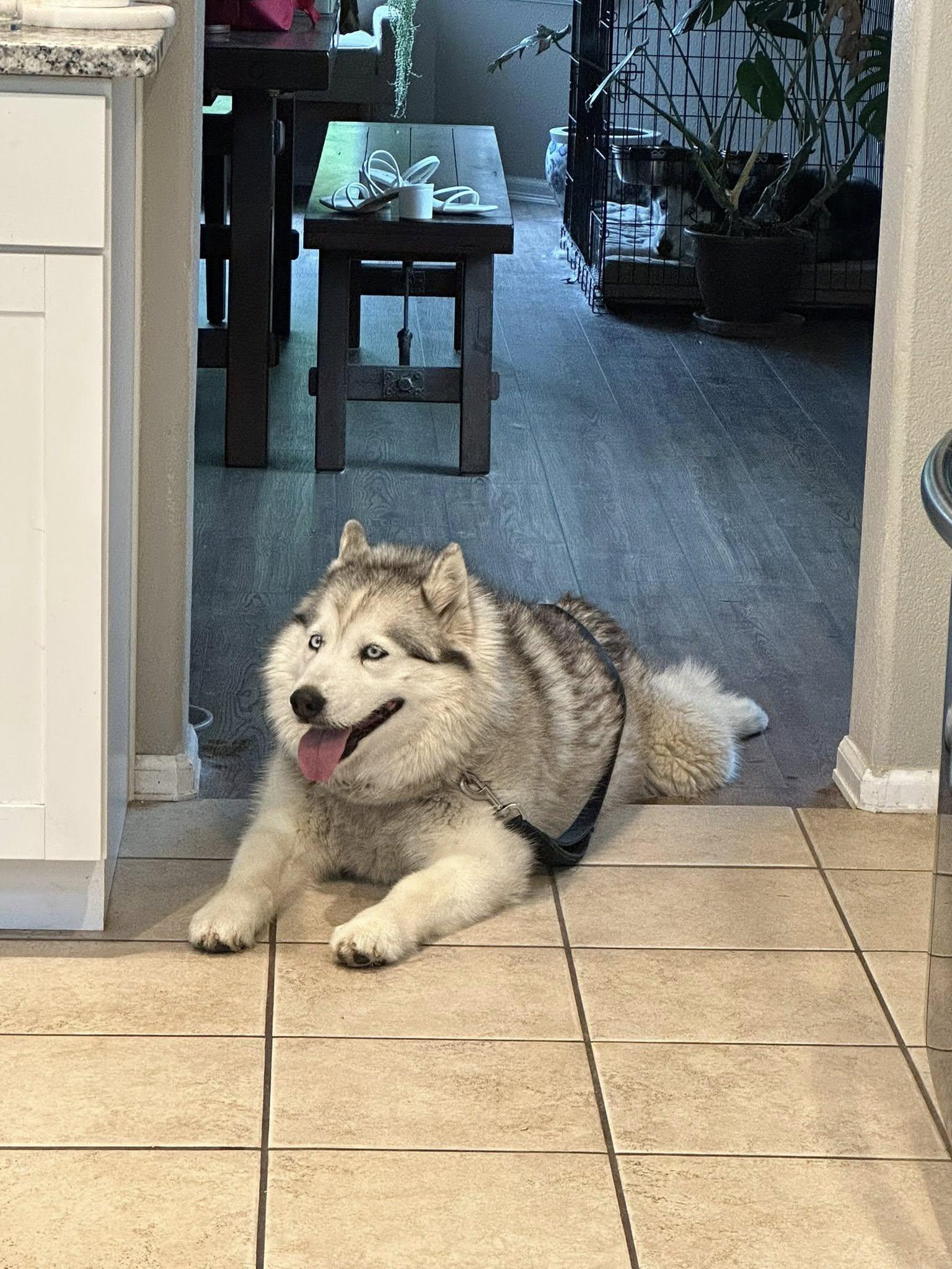 Racy Lacey, a Adoptable Siberian Husky in Denver, CO image 6/6