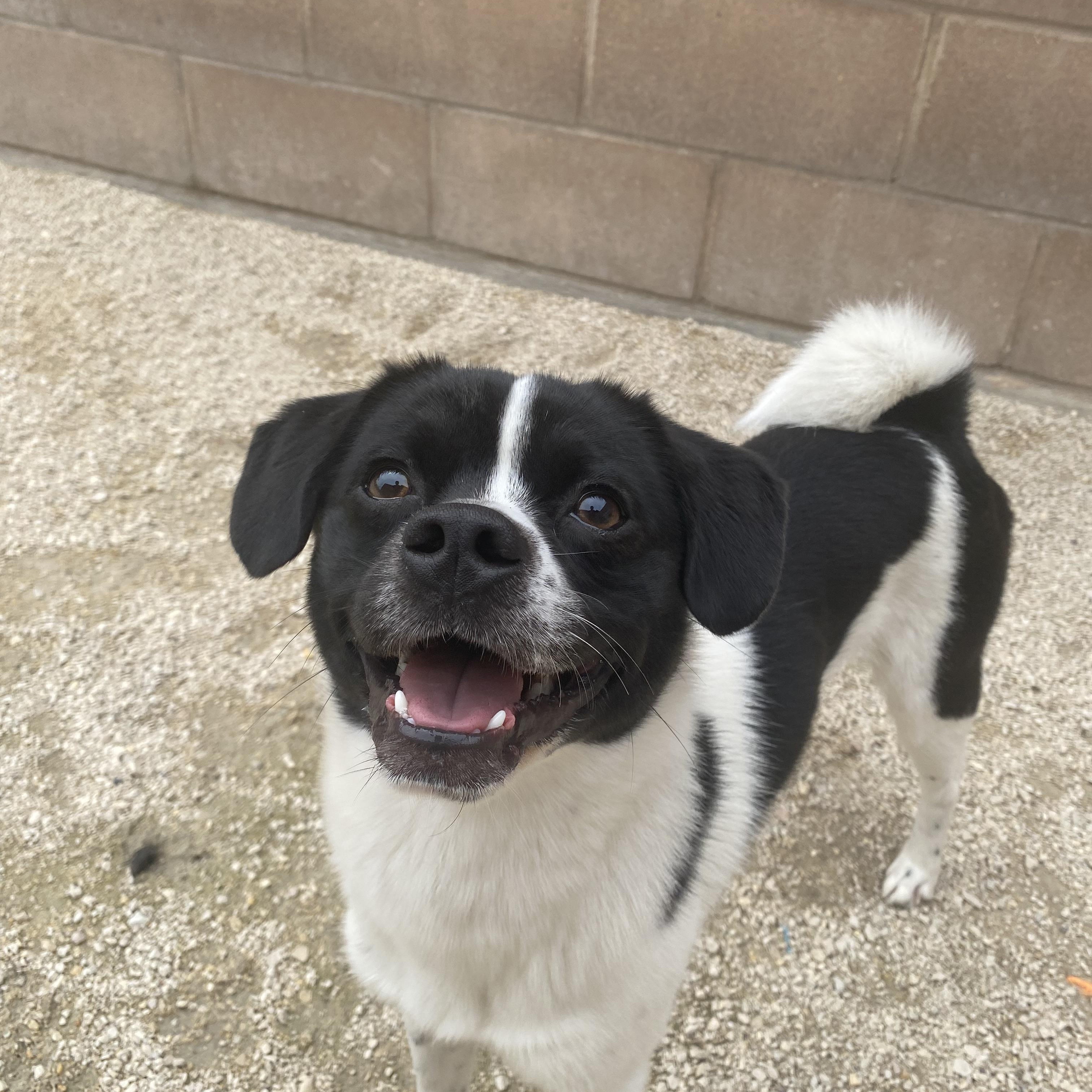 Elias, adoptable, Adult Male Border Collie.