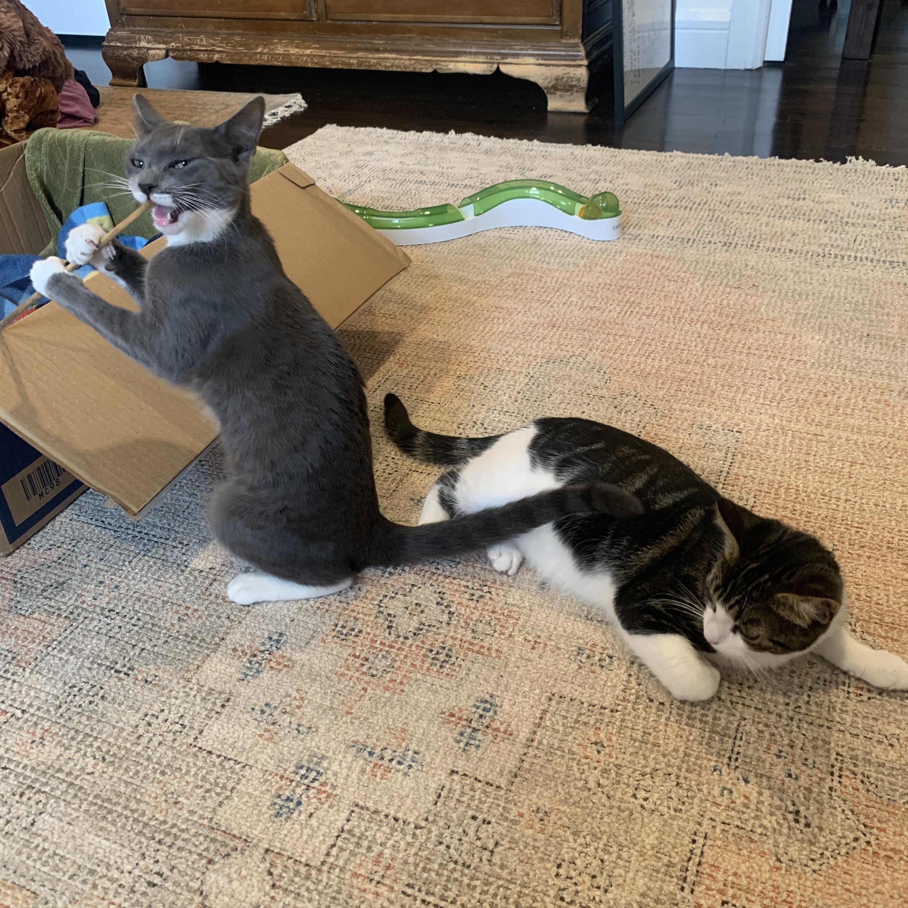 JUNE - Affection Enthusiast