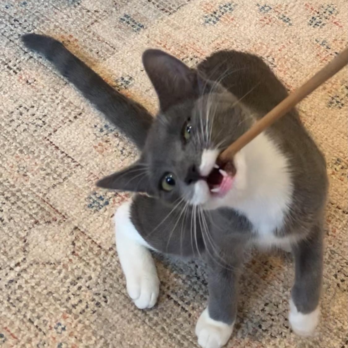 JUNE - Affection Enthusiast