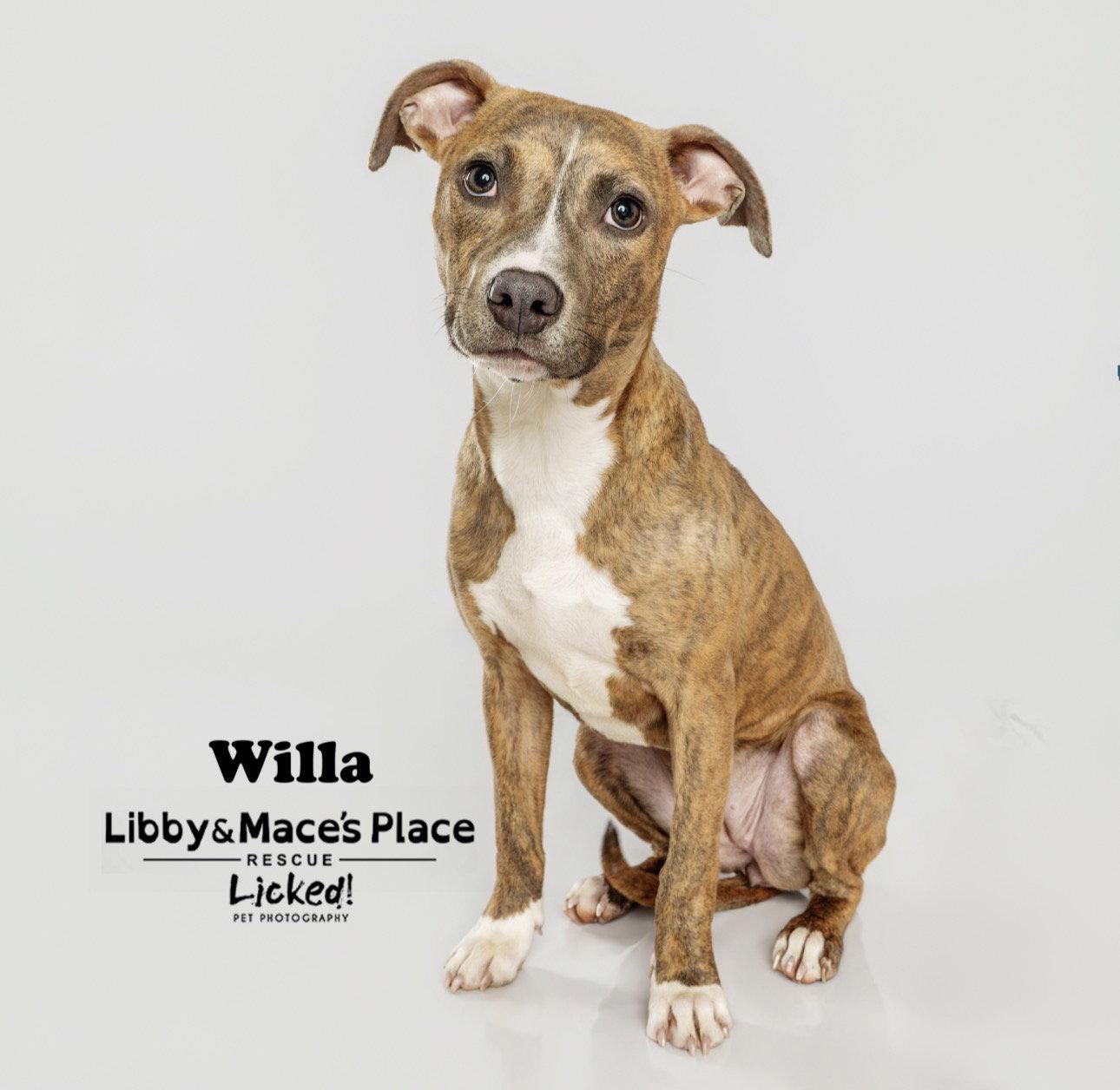 Enlarge Willa, a Adopted Mixed Breed in Mount Pleasant, SC image 1/3