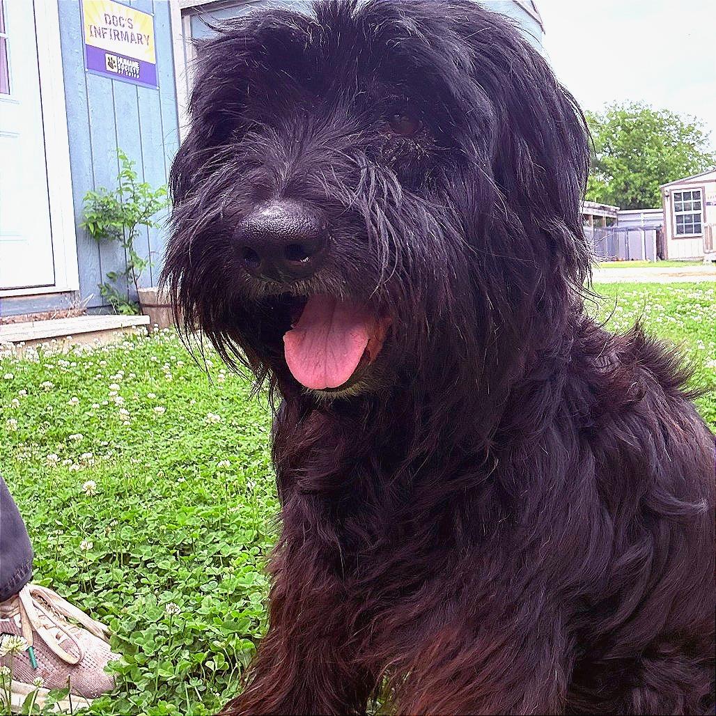 Enlarge Midnight, a Adoptable Schnauzer in Tulsa, OK image 1/1