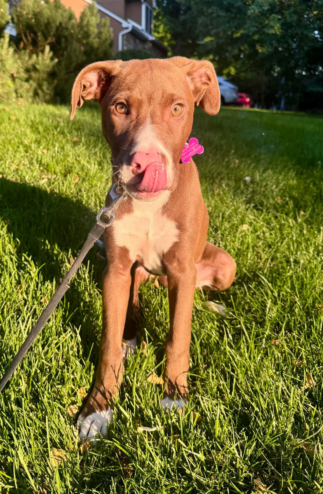 Enlarge Jace Ace, an adopted mixed breed in Succasunna, NJ image 2/4