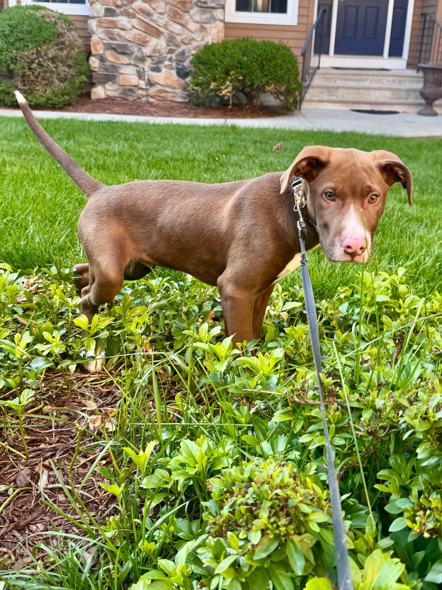 Enlarge Jace Ace, an adopted mixed breed in Succasunna, NJ image 3/4