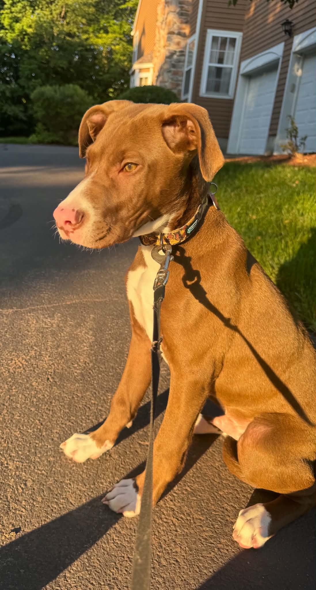 Enlarge Jace Ace, an adopted mixed breed in Succasunna, NJ image 1/4
