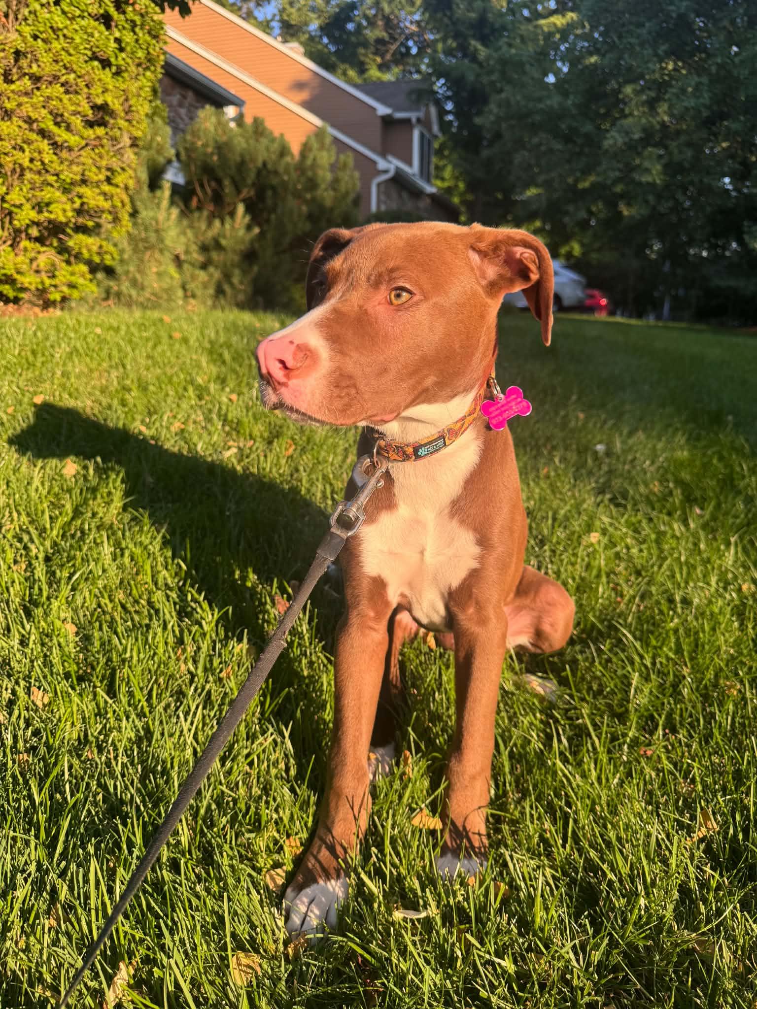 Enlarge Jace Ace, an adopted mixed breed in Succasunna, NJ image 4/4