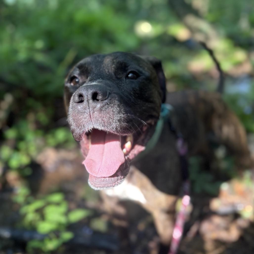 Enlarge Chapo, a Adoptable Mixed Breed in Allentown, PA image 1/6