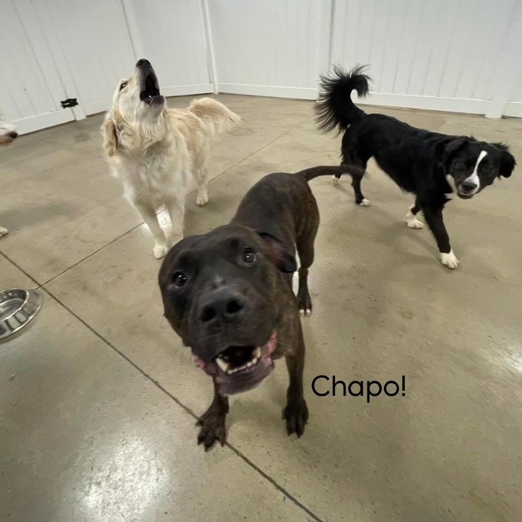 Chapo, a Adoptable Mixed Breed in Allentown, PA image 2/3