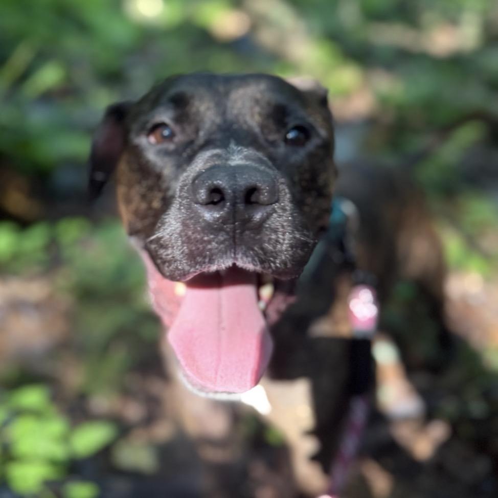 Enlarge Chapo, a Adoptable Mixed Breed in Allentown, PA image 3/6