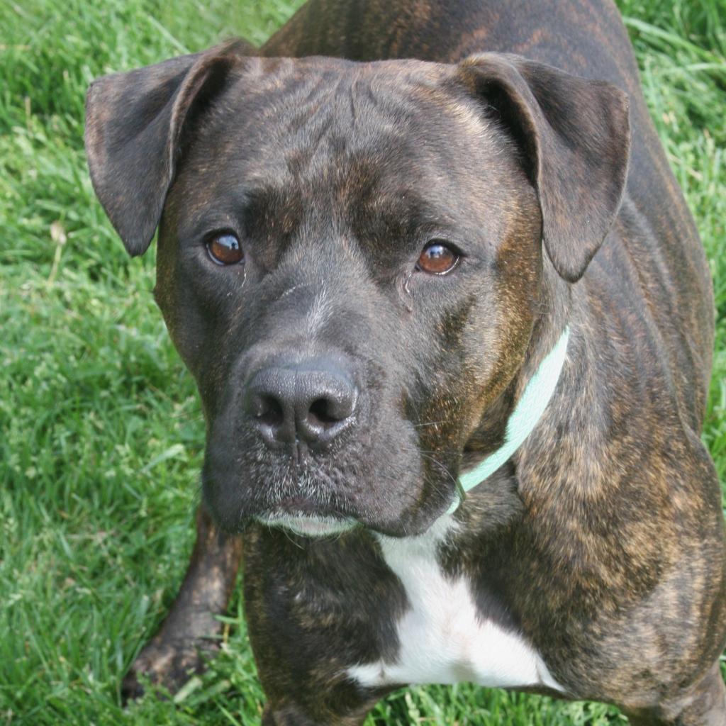Enlarge Chapo, a Adoptable Mixed Breed in Allentown, PA image 4/6