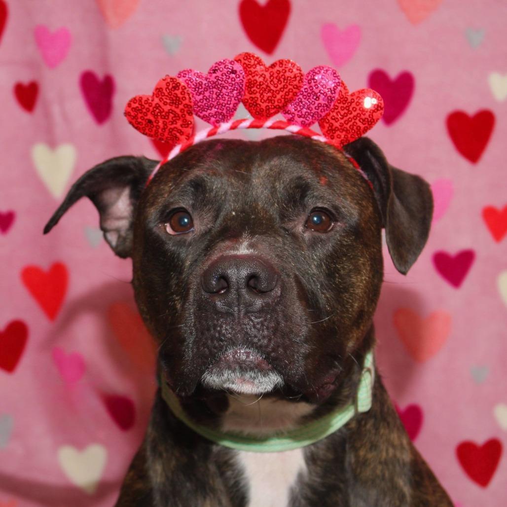 Enlarge Chapo, a Adoptable Mixed Breed in Allentown, PA image 5/6