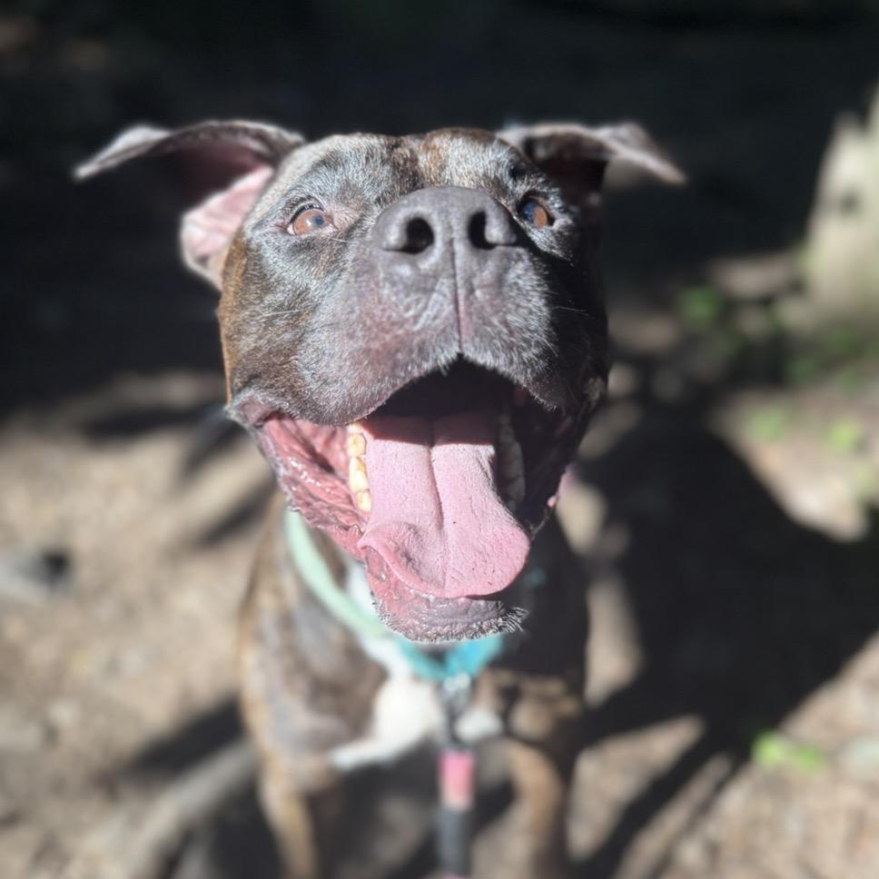 Enlarge Chapo, a Adoptable Mixed Breed in Allentown, PA image 6/6