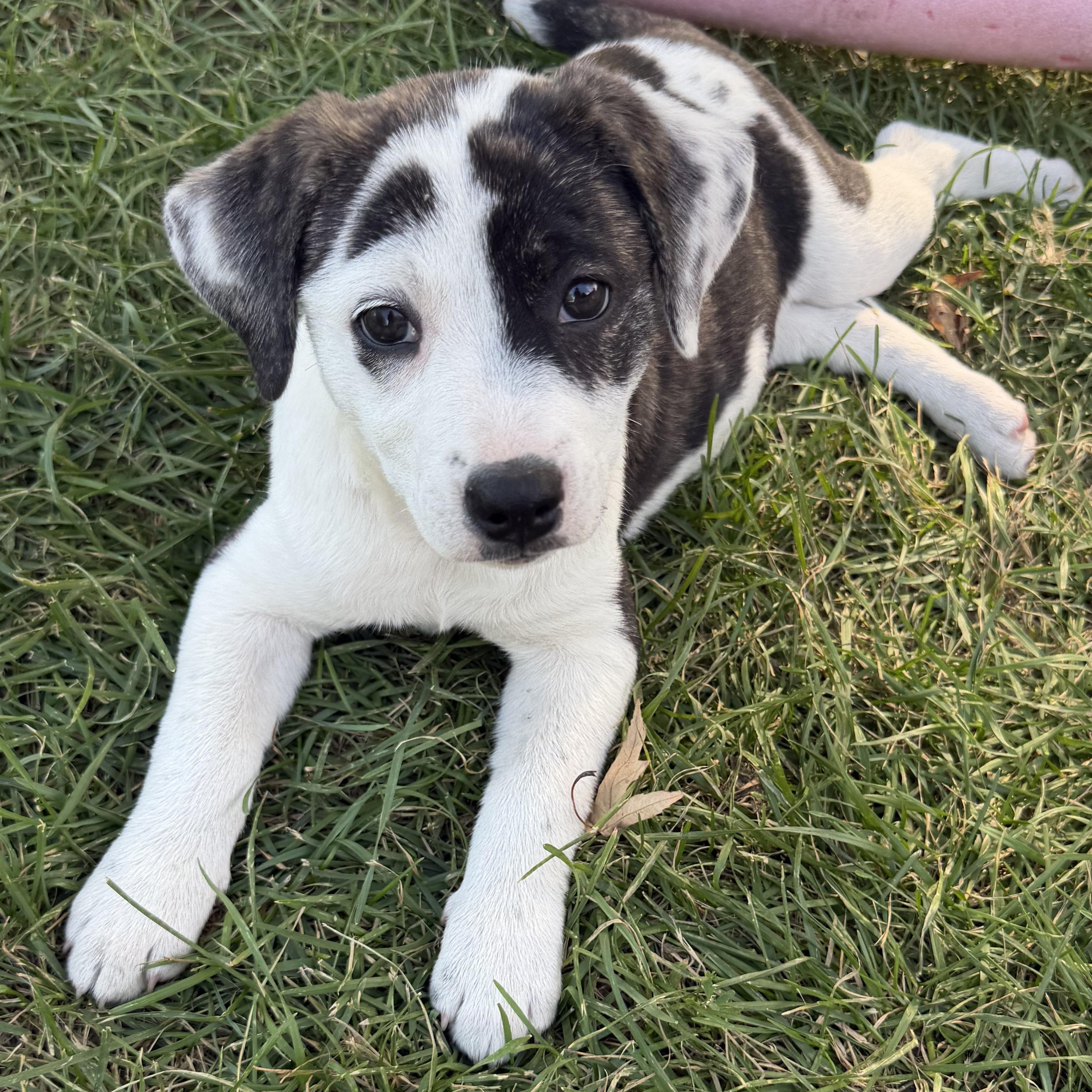 Adelia, an adopted mixed breed in Minneapolis, MN image 2/4