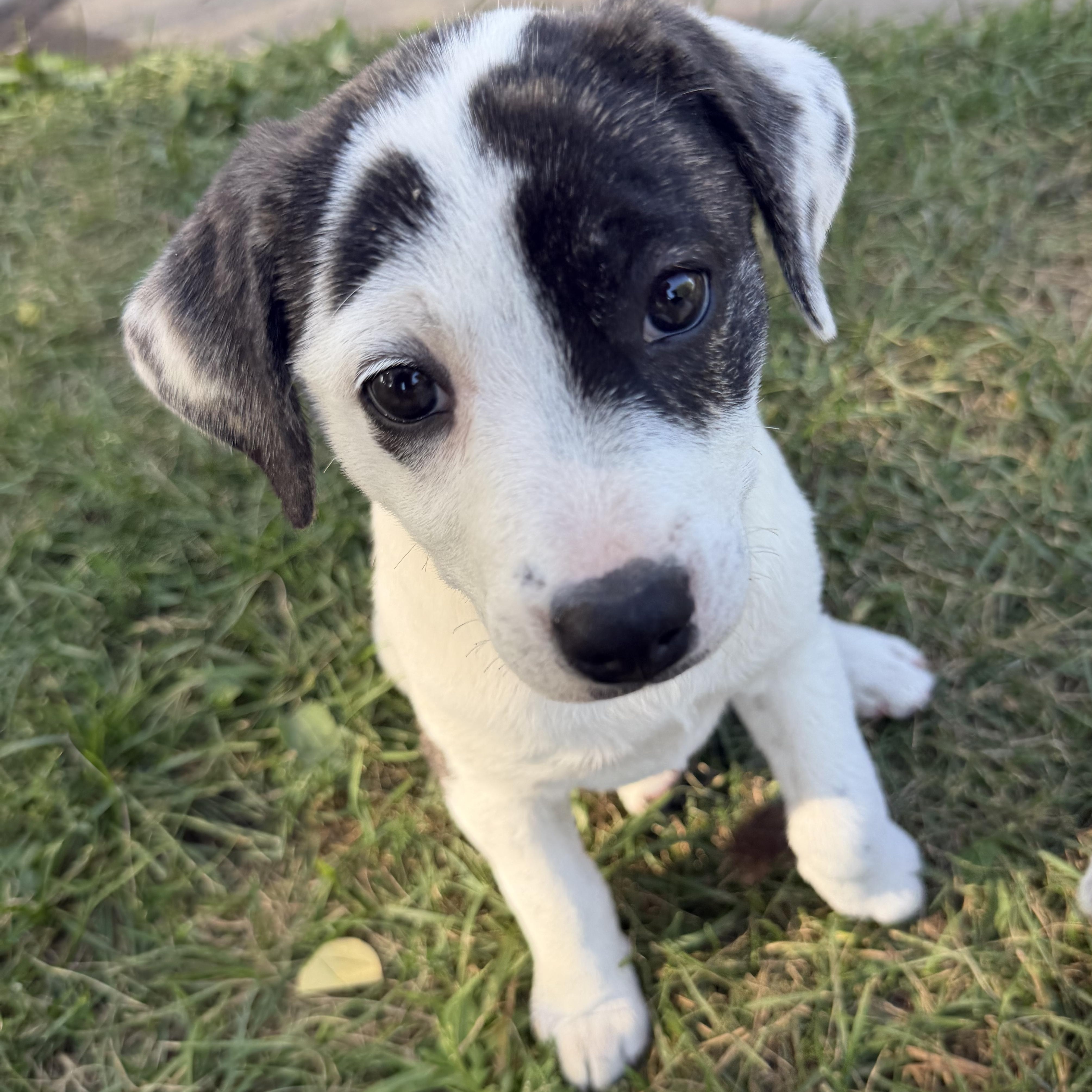 Adelia, an adopted mixed breed in Minneapolis, MN image 4/4