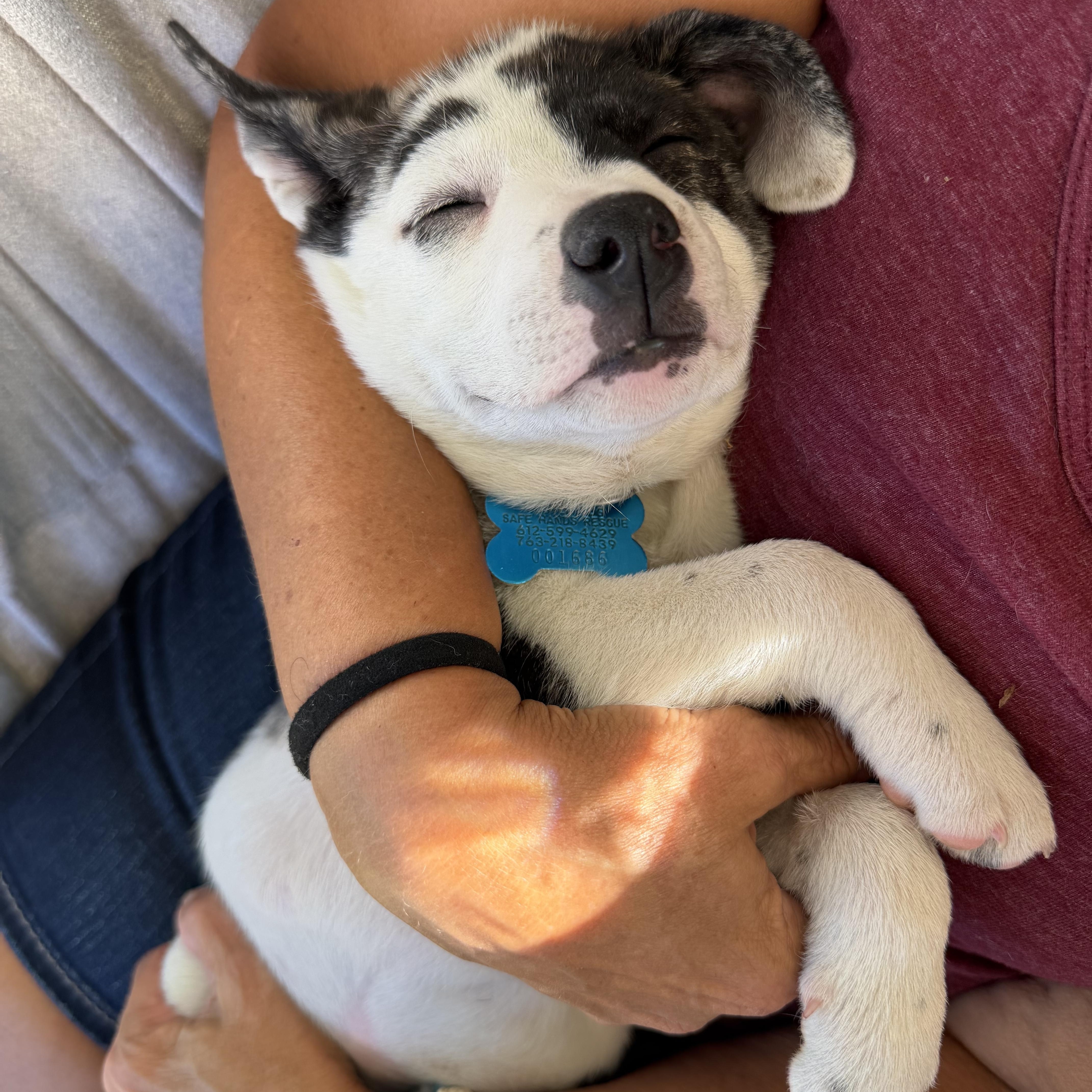 Adelia, an adopted mixed breed in Minneapolis, MN image 3/4