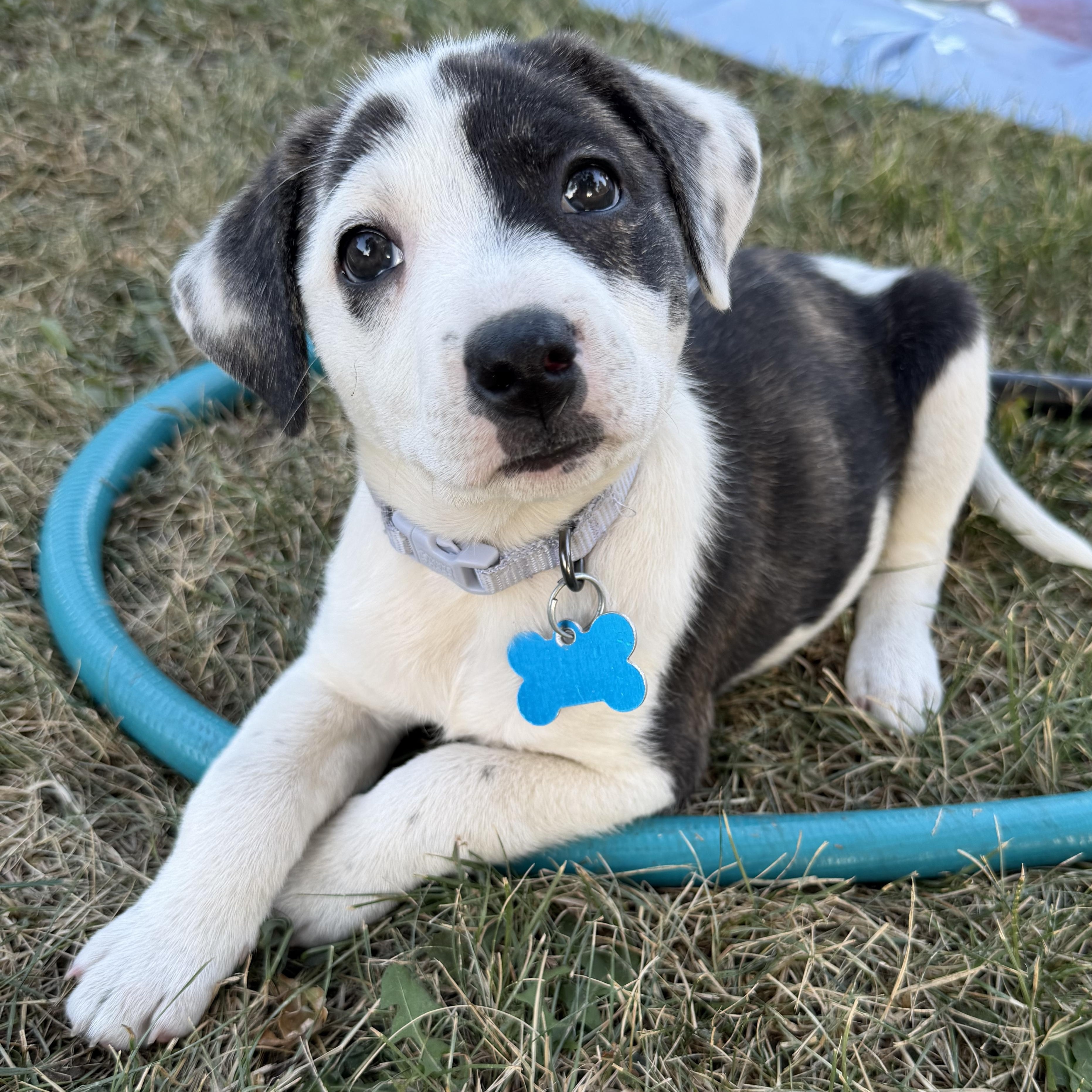 Adelia, adopted, Puppy Female Border Collie.