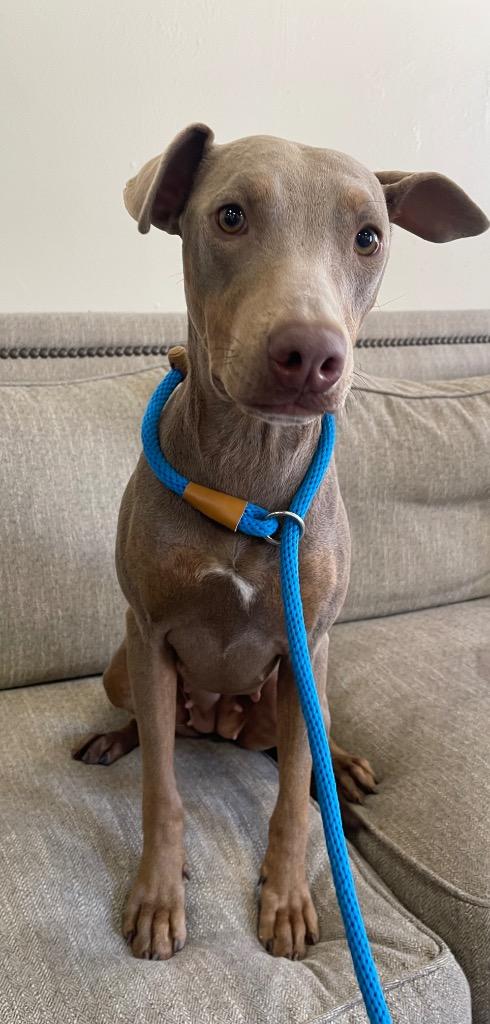 Cj, Adoptable, Young Female Mixed Breed.
