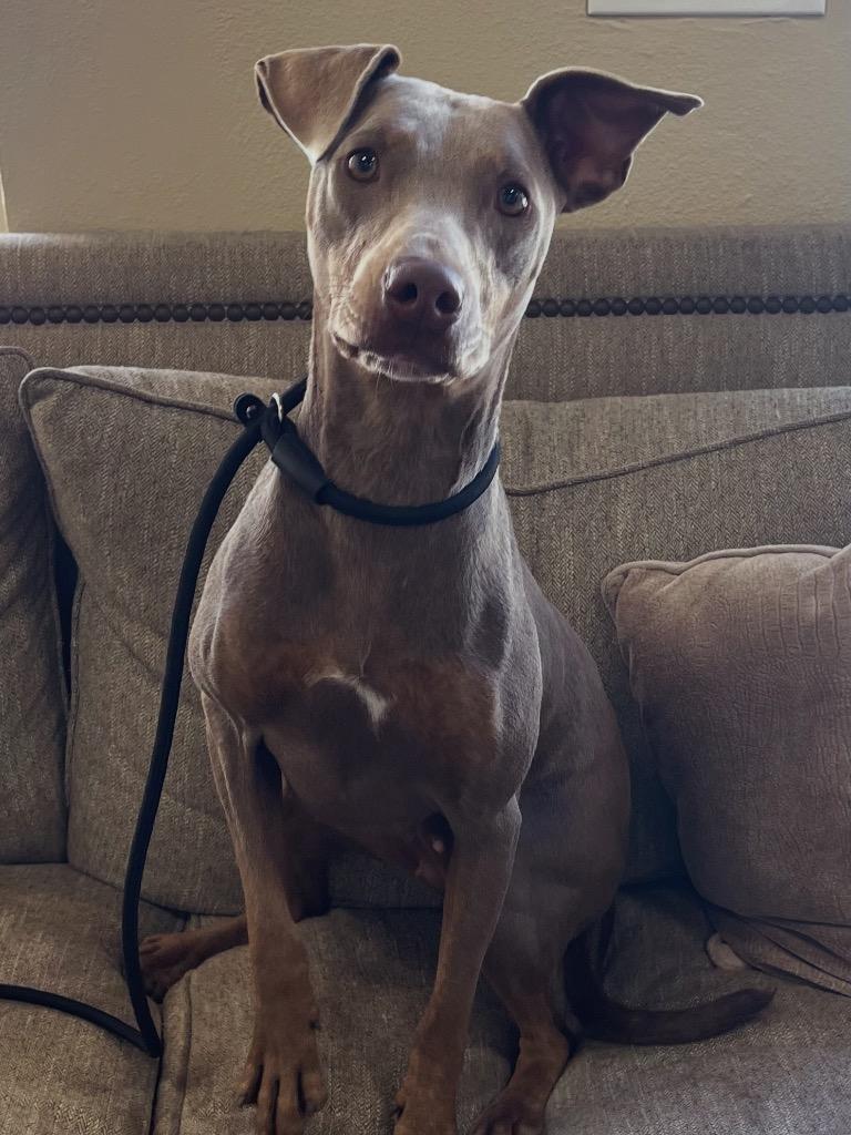 Cj, a Adoptable mixed breed in Thousand Oaks, CA image 3/3